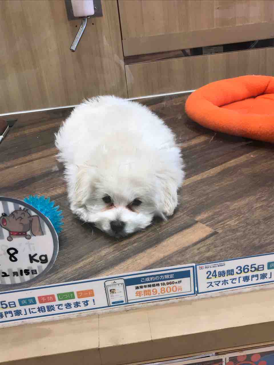 真っ白ふわふわポメプー 神奈川県相模原市 ワンラブ コピオ相模原店ブログ