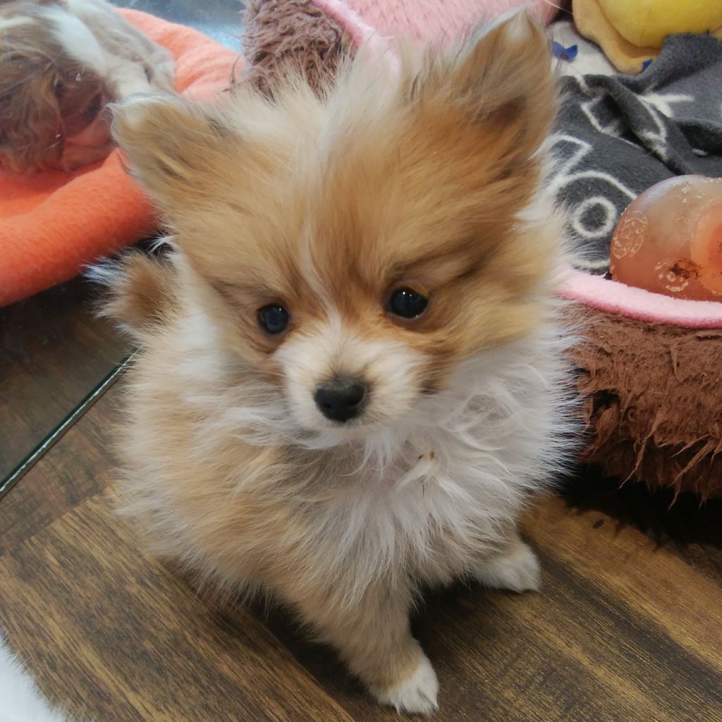 ポメチー 神奈川県相模原市 ワンラブ コピオ相模原店ブログ