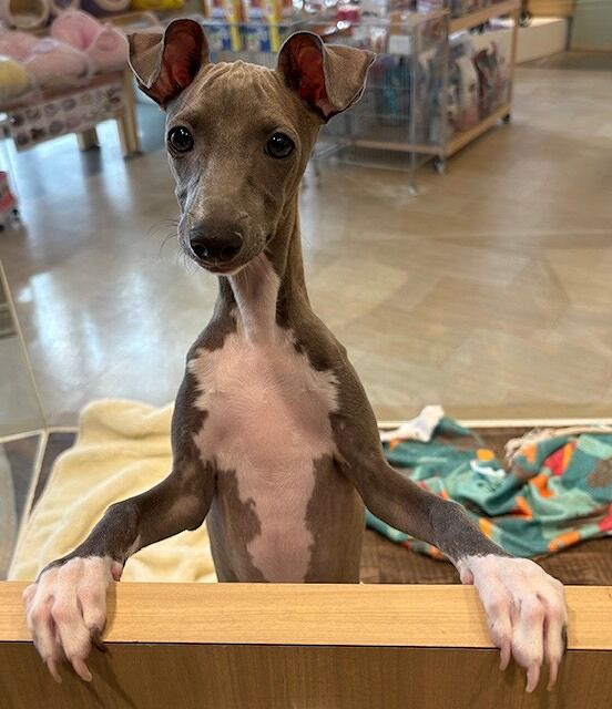 イタグレちゃん☆彡 : 神奈川県相模原市 ワンラブ コピオ相模原店ブログ