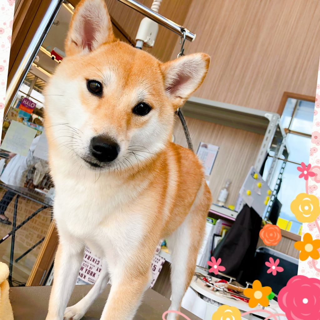 柴犬 ハナ ちゃん Article 柴犬 ハナ ちゃん Article