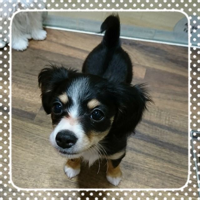 チワックス☆彡 : 神奈川県相模原市 ワンラブ コピオ相模原店ブログ