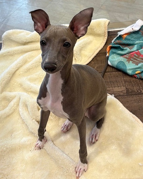 イタグレちゃん☆彡 : 神奈川県相模原市 ワンラブ コピオ相模原店ブログ