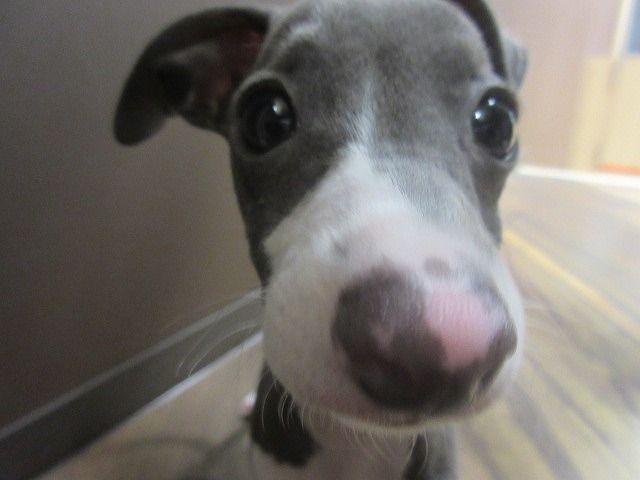 元気なイタグレちゃんです : 神奈川県相模原市 ワンラブ コピオ相模原