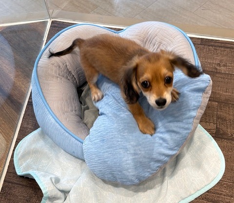 IMG_2799