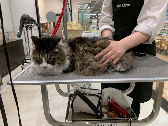 猫ちゃんのトリミング✂ おもちちゃん♡ : 宮城県富谷市 ワンラブ
