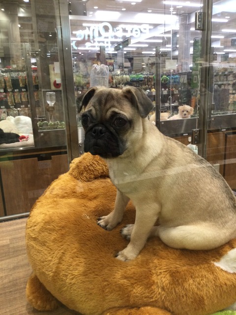 IMG_6721