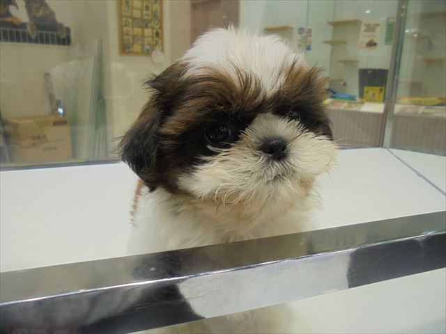 シーズー 女の子 ワンラブ 山口県下関市 ゆめシティ下関ブログ シーズー 女の子 ワンラブ 山口県下関市 ゆめシティ下関ブログ