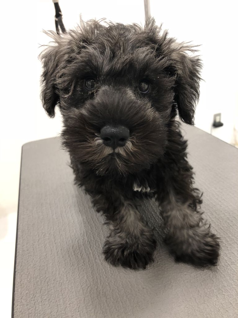 シュナウザー カット ゆめシティ店 前村 ワンラブ 山口県下関市 ゆめシティ下関ブログ