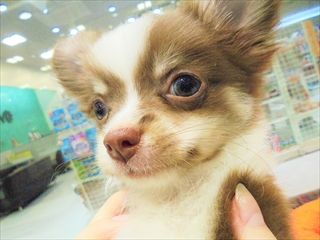 チワワ マルパピ ワンラブ 山口県下関市 ゆめシティ下関ブログ チワワ マルパピ ワンラブ 山口県下関市 ゆめシティ下関ブログ