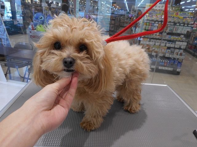 シャンプーカット マルプー 箱 福岡県粕屋郡 ワンラブ カインズ福岡新宮町店ブログ