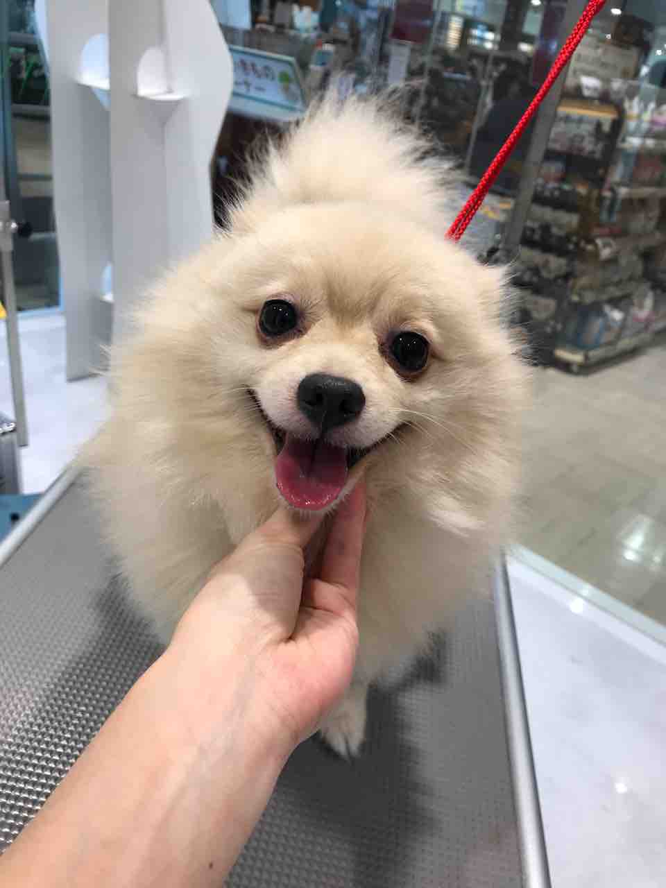 ポメラニアン シャンプーカット 箱 福岡県粕屋郡 ワンラブ カインズ福岡新宮町店ブログ