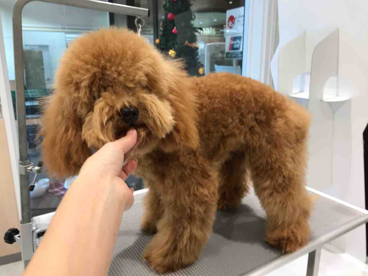 シャンプーカット トイプードル 箱 福岡県粕屋郡 ワンラブ カインズ福岡新宮町店ブログ シャンプーカット トイプードル 箱 福岡県粕屋郡 ワンラブ カインズ福岡新宮町店ブログ