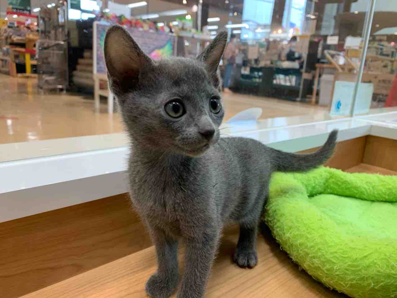 ロシアンブルー マンチカン 福岡県粕屋郡 ワンラブ カインズ福岡新宮町店ブログ ロシアンブルー マンチカン 福岡県粕屋郡 ワンラブ カインズ福岡新宮町店ブログ
