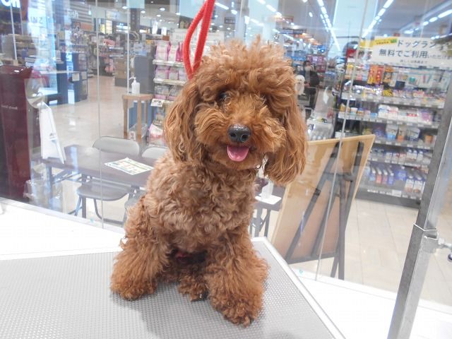 トイプードル シャンプーカット 箱 福岡県粕屋郡 ワンラブ カインズ福岡新宮町店ブログ
