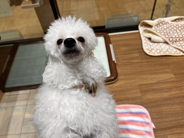 いいえ ひつじではありません トイプードルです わたがしに見えるけど 犬です 福岡県粕屋郡 ワンラブ カインズ福岡新宮町店ブログ