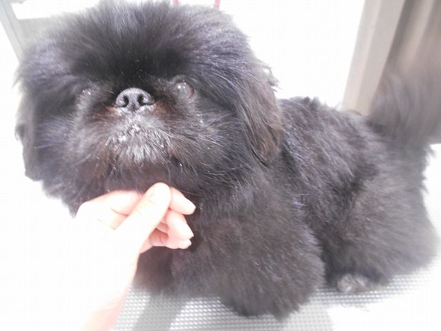 シャンプーカット ペキニーズ 吉武 福岡県粕屋郡 ワンラブ カインズ福岡新宮町店ブログ