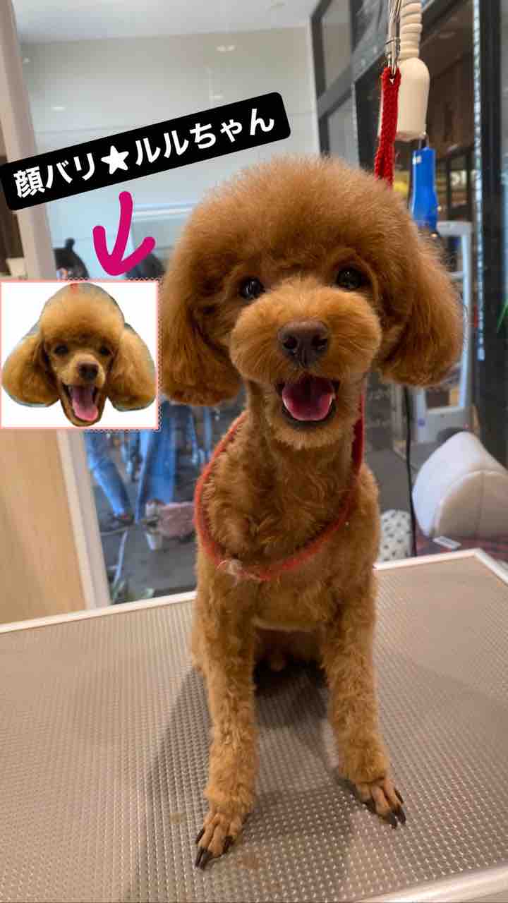 羊毛フェルト トイプードル マッシュルームカット Adab Radenfatah Ac Id