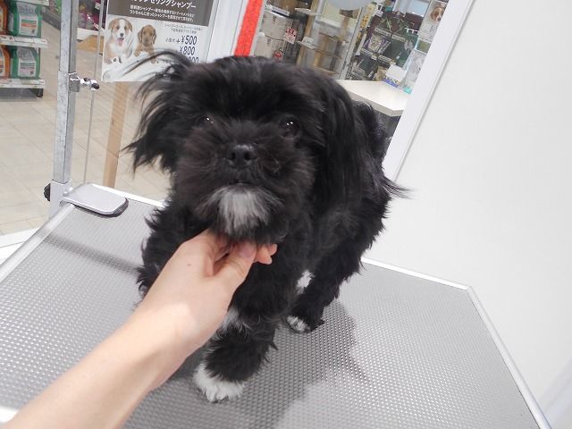 シャンプーカット マルチワワ 箱 福岡県粕屋郡 ワンラブ カインズ福岡新宮町店ブログ