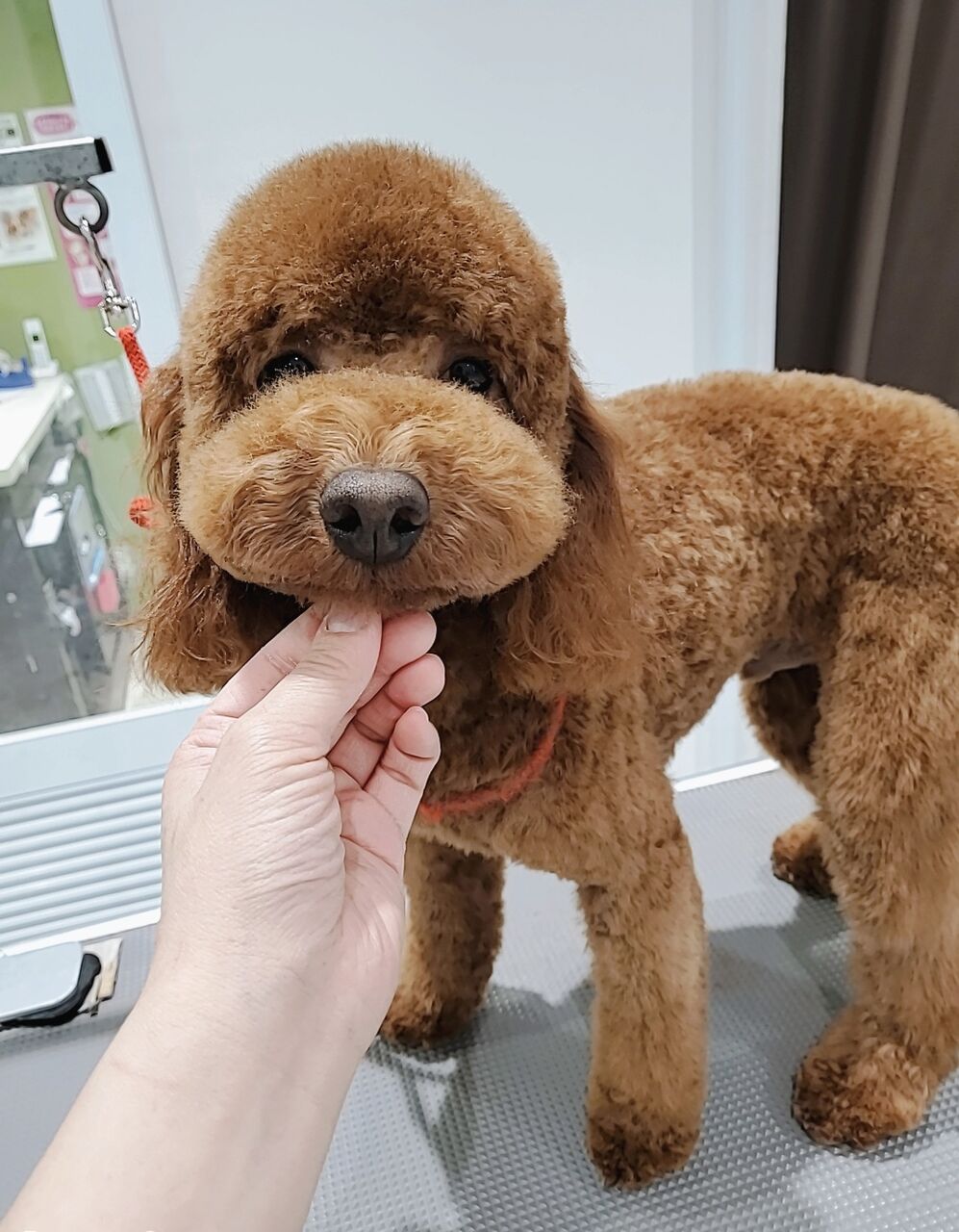 トイプードル シャンプーカット 吉武 福岡県粕屋郡 ワンラブ カインズ福岡新宮町店ブログ