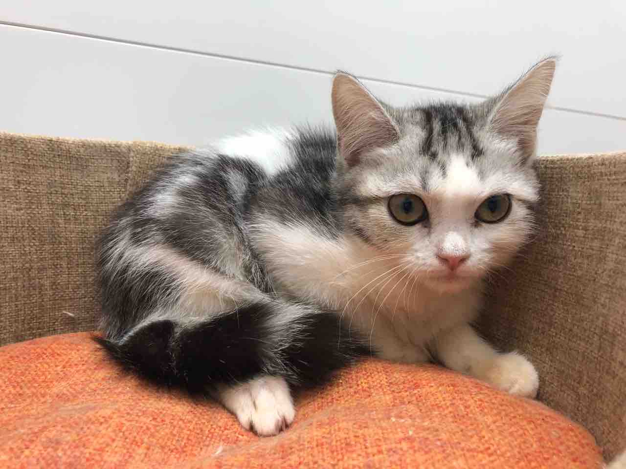 まんまるおめめ 福岡県粕屋郡 ワンラブ カインズ福岡新宮町店ブログ