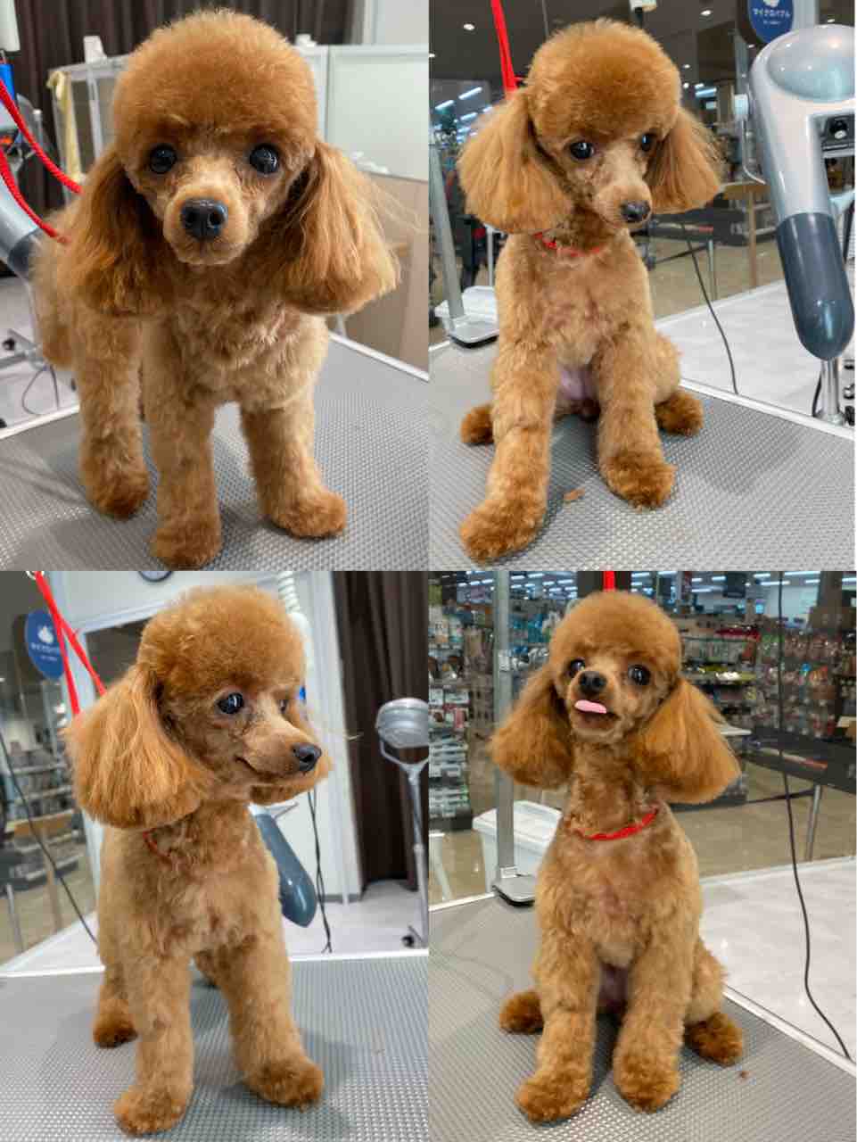 トイプードル カットコース 倉元 福岡県粕屋郡 ワンラブ カインズ福岡新宮町店ブログ