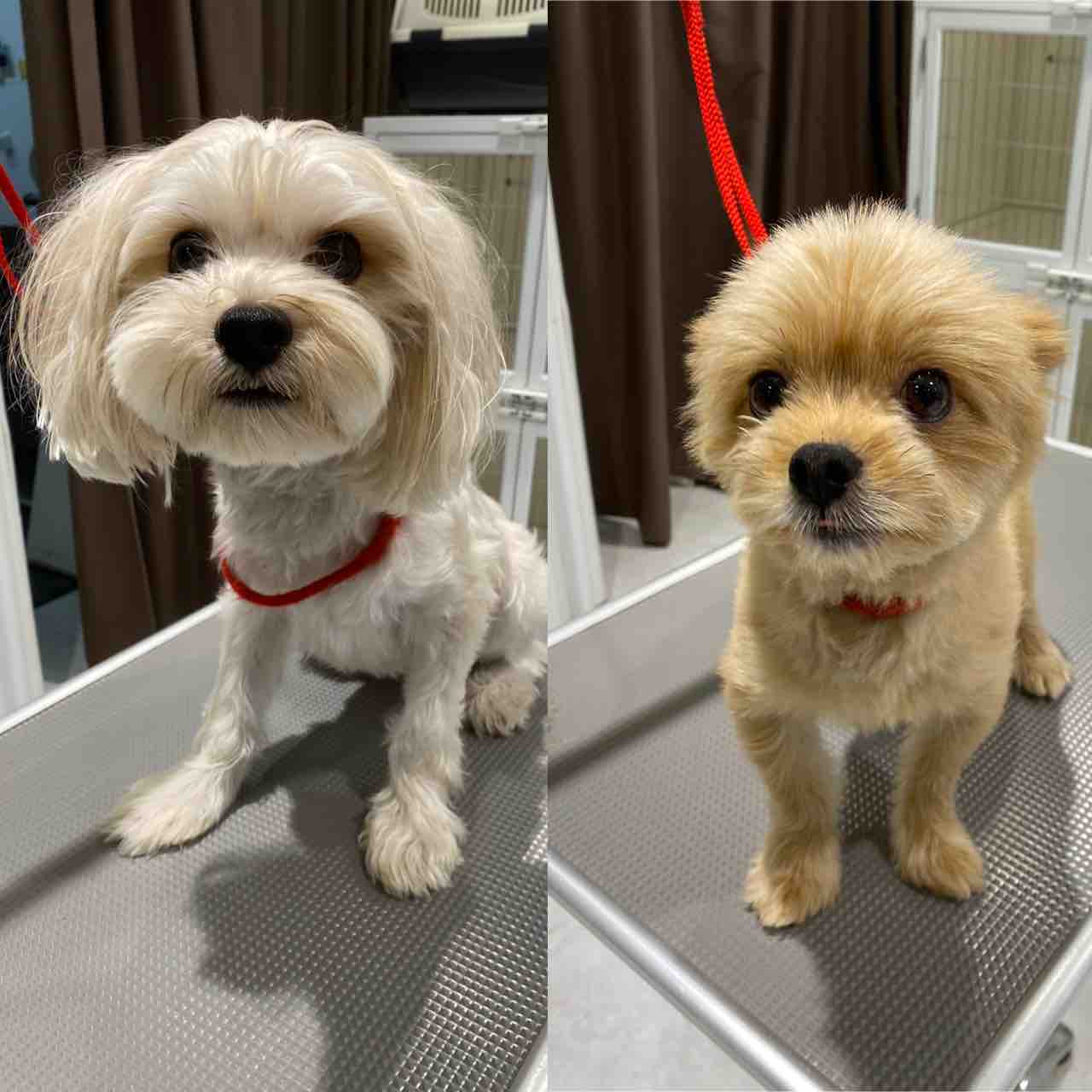 マルヨーキー カットコース 倉元 福岡県粕屋郡 ワンラブ カインズ福岡新宮町店ブログ マルヨーキー カットコース 倉元 福岡県粕屋郡 ワンラブ カインズ福岡新宮町店ブログ
