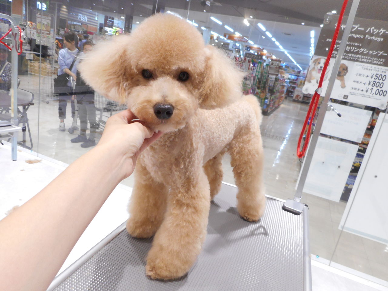 トイプードル シャンプーカット 箱 福岡県粕屋郡 ワンラブ カインズ福岡新宮町店ブログ