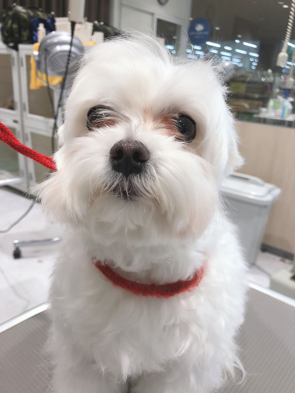 マルチーズシャンプーカットコース 益塚 福岡県粕屋郡 ワンラブ カインズ福岡新宮町店ブログ マルチーズシャンプーカットコース 益塚 福岡県粕屋郡 ワンラブ カインズ福岡新宮町店ブログ