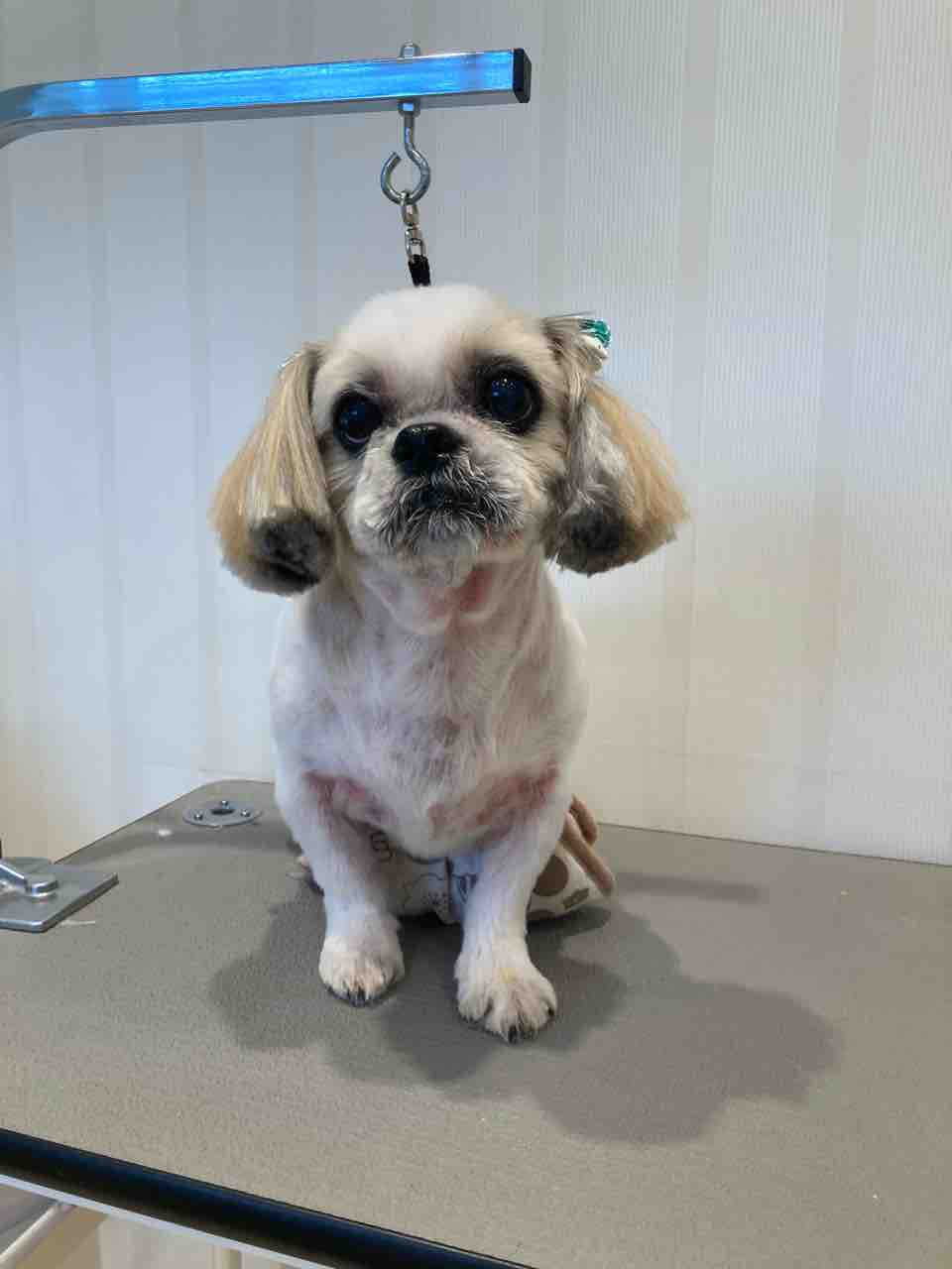 ららぽーと立川立飛 シーズー3ミリ 東京都立川市 ペットショップ ワンラブ ららぽーと立川店ブログ ららぽーと立川立飛 シーズー3ミリ 東京都立川市 ペットショップ ワンラブ ららぽーと立川店ブログ