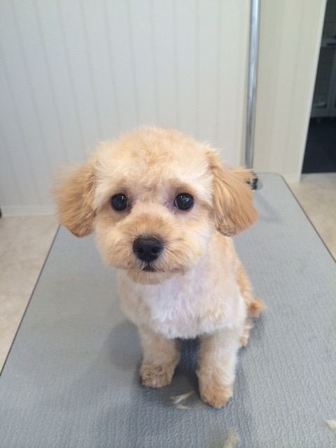 チワプー 体5 シャンプーカット ららぽーと立川立飛店 吉田 東京都立川市 ペットショップ ワンラブ ららぽーと立川店ブログ