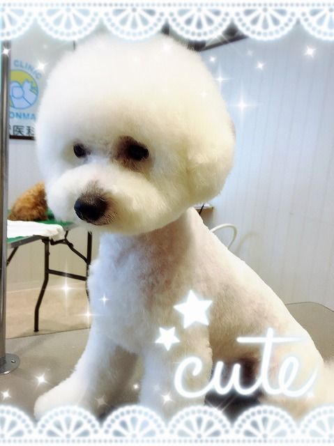 ビションフリーゼ 体5 顔ビションカット ららぽーと立川立飛店 金子 東京都立川市 ペットショップ ワンラブ ららぽーと立川店ブログ