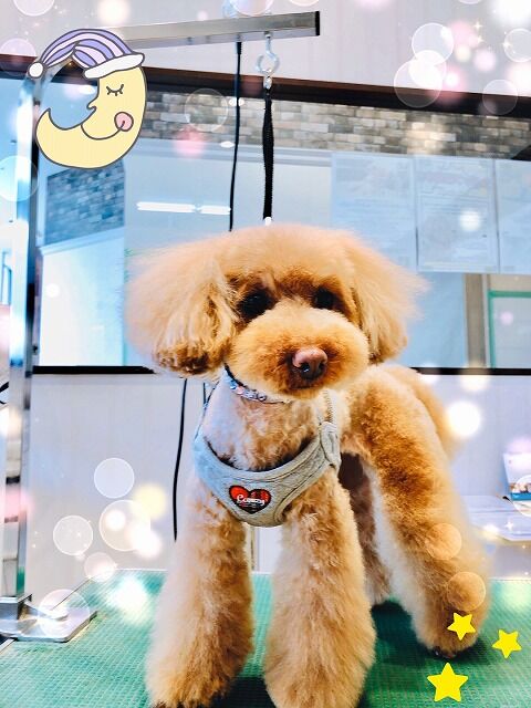 トイプードル 体3 顔頬短め 耳付き高く ららぽーと立川立飛店 中野 東京都立川市 ペットショップ ワンラブ ららぽーと立川店ブログ