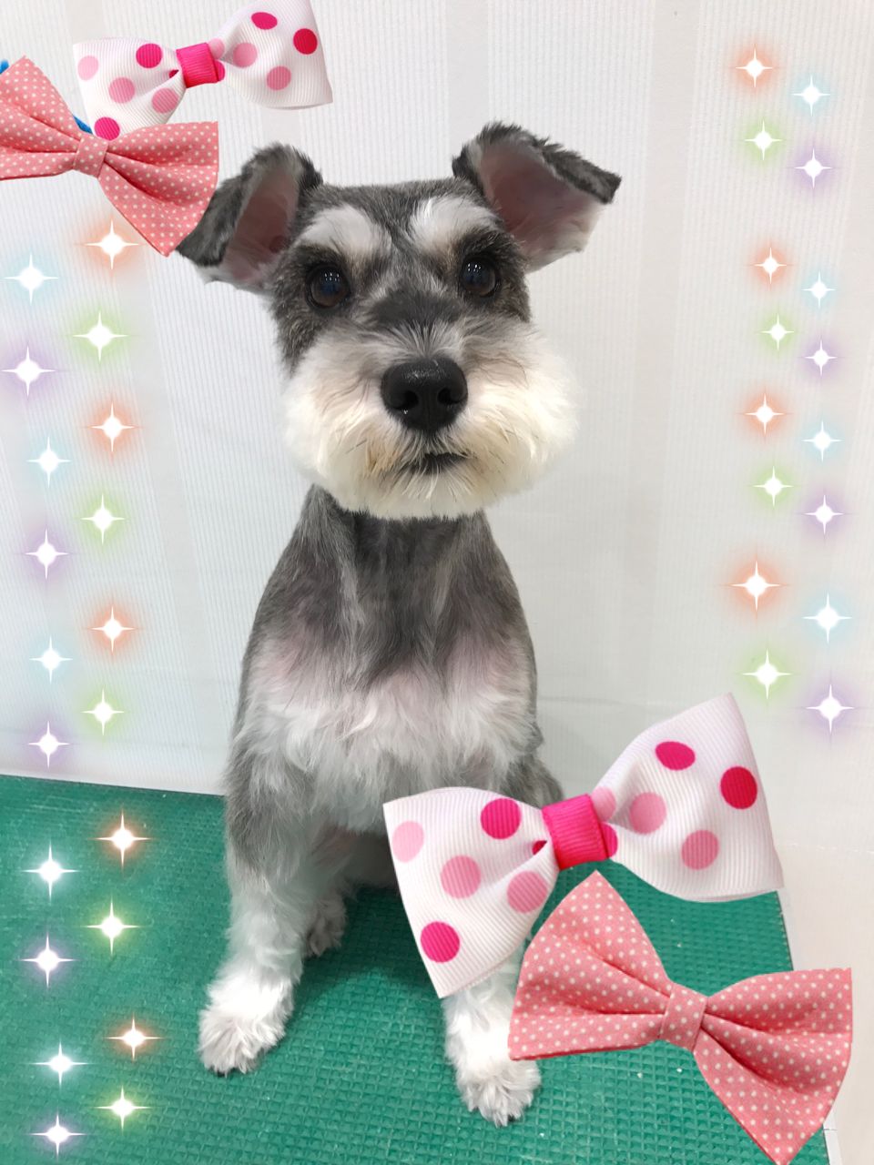 ミニチュアシュナウザー 体2mm シュナウザーカット ららぽーと立川立飛店 安藤 東京都立川市 ペットショップ ワンラブ ららぽーと立川店ブログ ミニチュアシュナウザー 体2mm シュナウザーカット ららぽーと立川立飛店 安藤 東京都立川市 ペットショップ ワンラブ ららぽーと立川店ブログ