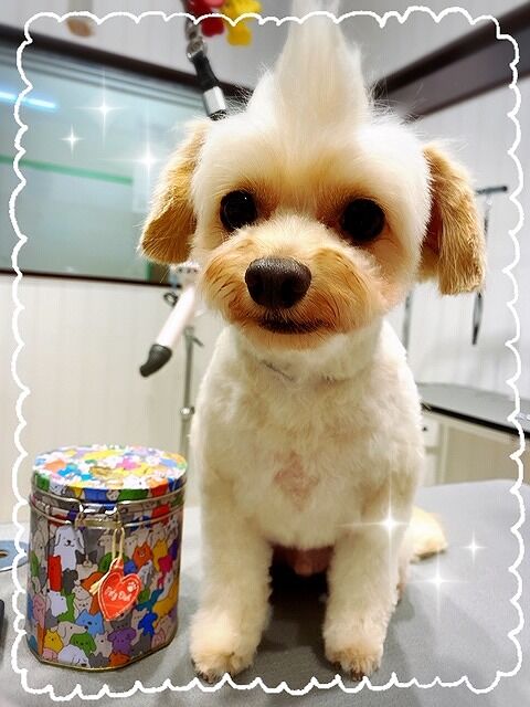 チワワ プードル 体5 顔ベアソフトモヒカン ららぽーと立川立飛店 金子 東京都立川市 ペットショップ ワンラブ ららぽーと立川店ブログ