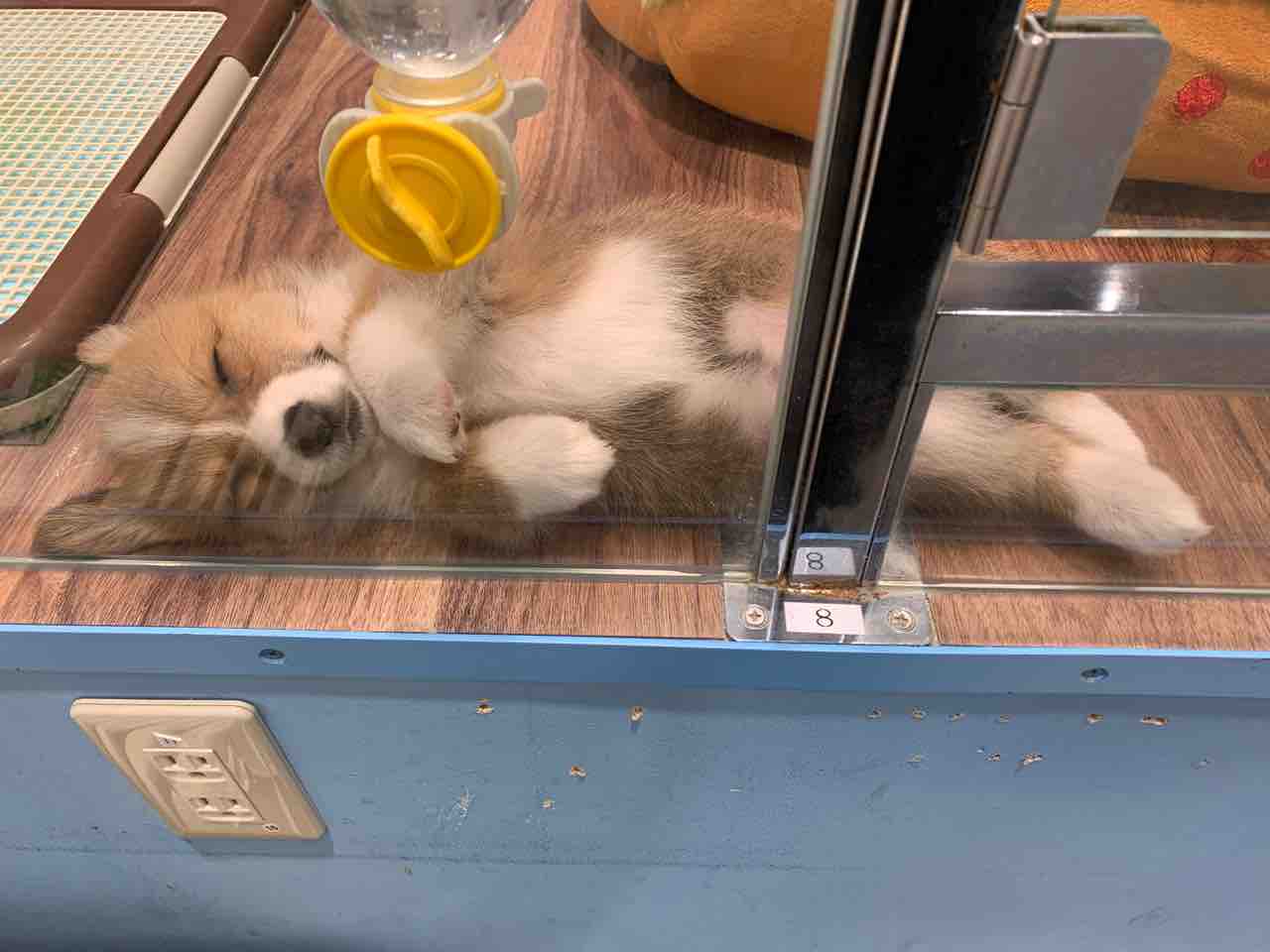 きょうのわんこ Part4 東京都立川市 ペットショップ ワンラブ ららぽーと立川店ブログ きょうのわんこ Part4 東京都立川市 ペットショップ ワンラブ ららぽーと立川店ブログ