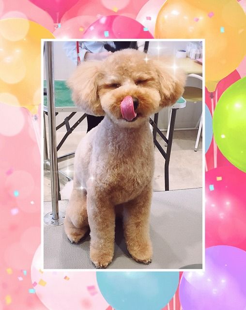 トイプードル 体5 顔短めテディベアカット ららぽーと立川立飛店 金子 東京都立川市 ペットショップ ワンラブ ららぽーと立川店ブログ トイプードル 体5 顔短めテディベアカット ららぽーと立川立飛店 金子 東京都立川市 ペットショップ ワンラブ ららぽーと立川店ブログ