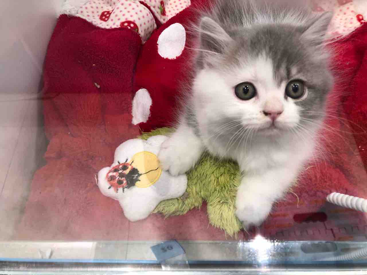 今日のわんこ Part473 東京都立川市 ペットショップ ワンラブ ららぽーと立川店ブログ 今日のわんこ Part473 東京都立川市 ペットショップ ワンラブ ららぽーと立川店ブログ