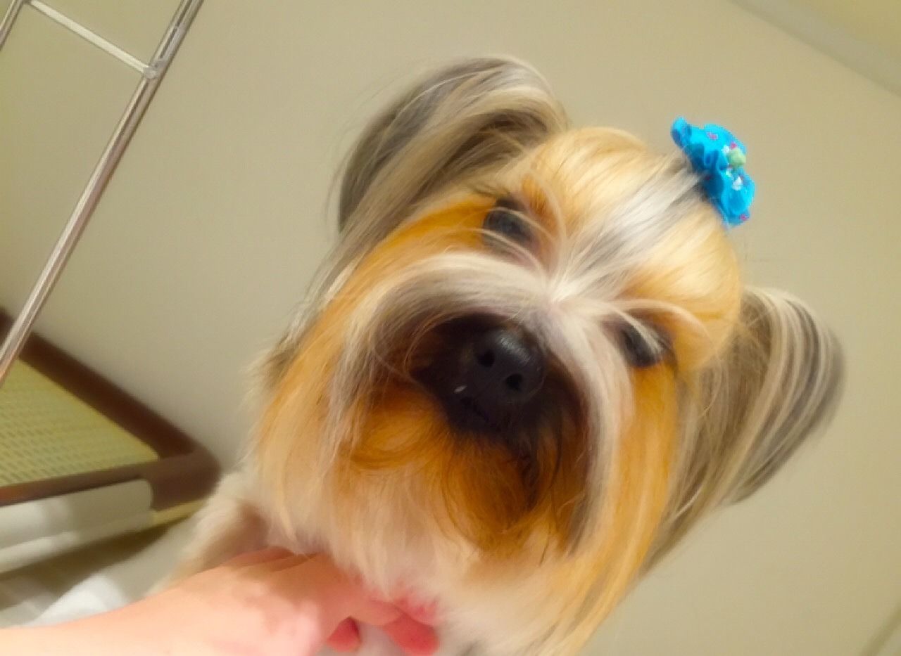 ヨーキー 全身5ミリ顔短くスッキリカット 東京都立川市 ペットショップ ワンラブ ららぽーと立川店ブログ