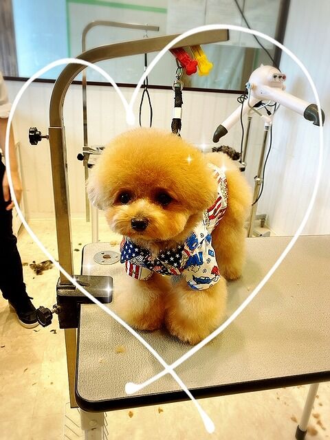 ビションフリーゼ トイプードル 体10 耳と頭繋げたベアカット ららぽーと立川立飛店 金子 東京都立川市 ペットショップ ワンラブ ららぽーと立川店ブログ