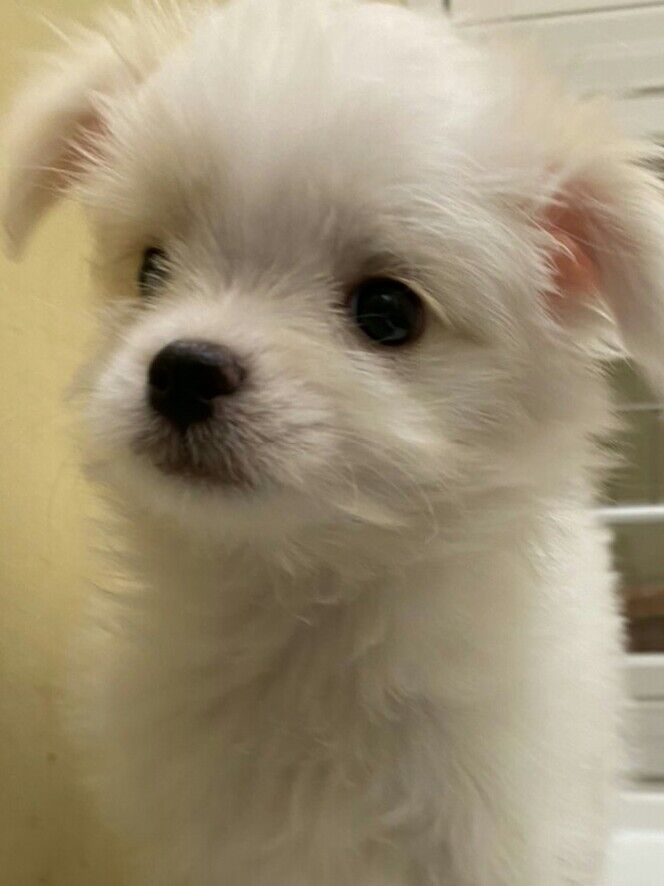 癒し系ワンコ 東京都八王子市 ワンラブ イーアス高尾店 ブログ