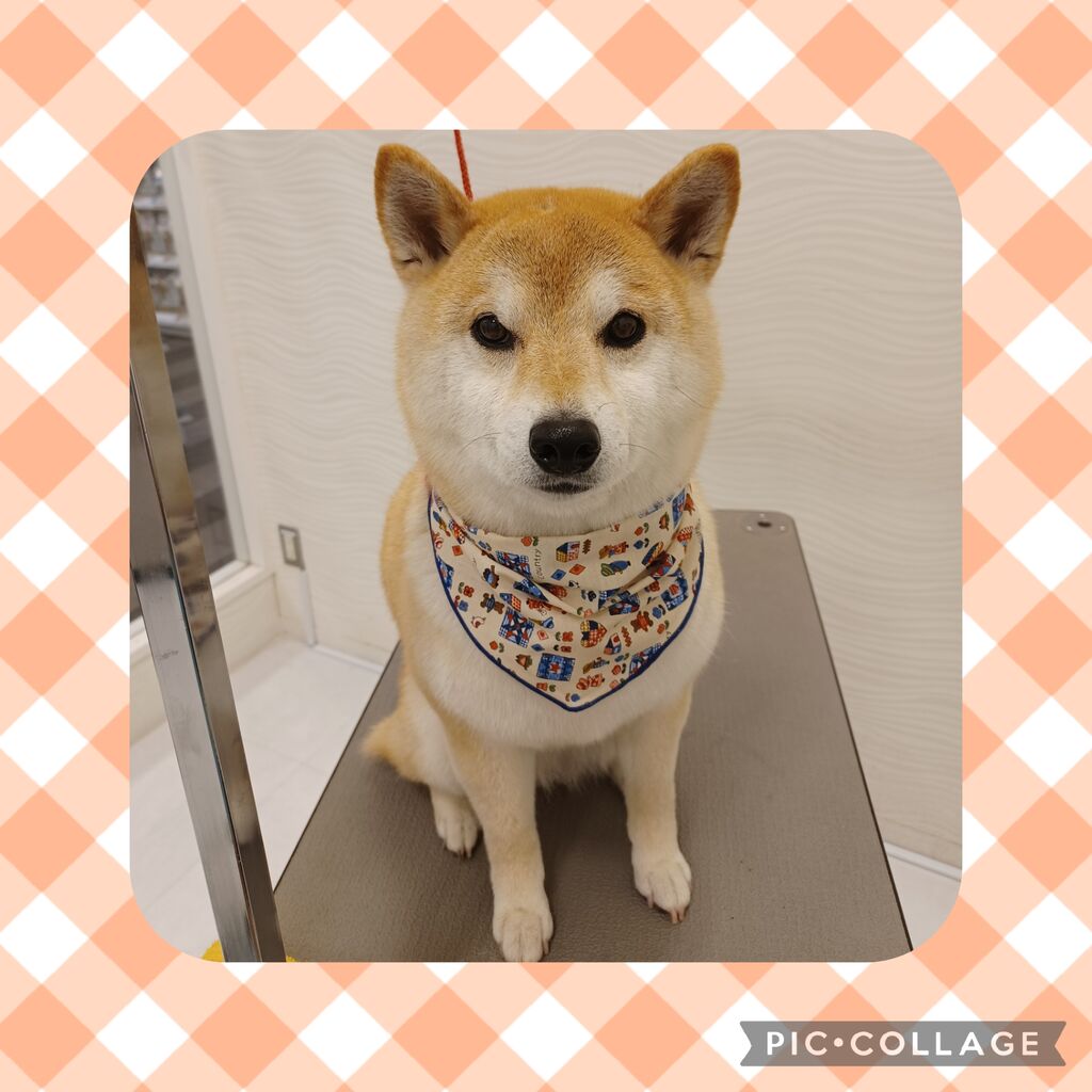 トリミング 柴犬 東京都八王子市 ワンラブ イーアス高尾店 ブログ