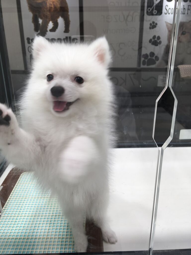 スピッツ 東京都八王子市 ワンラブ イーアス高尾店 ブログ