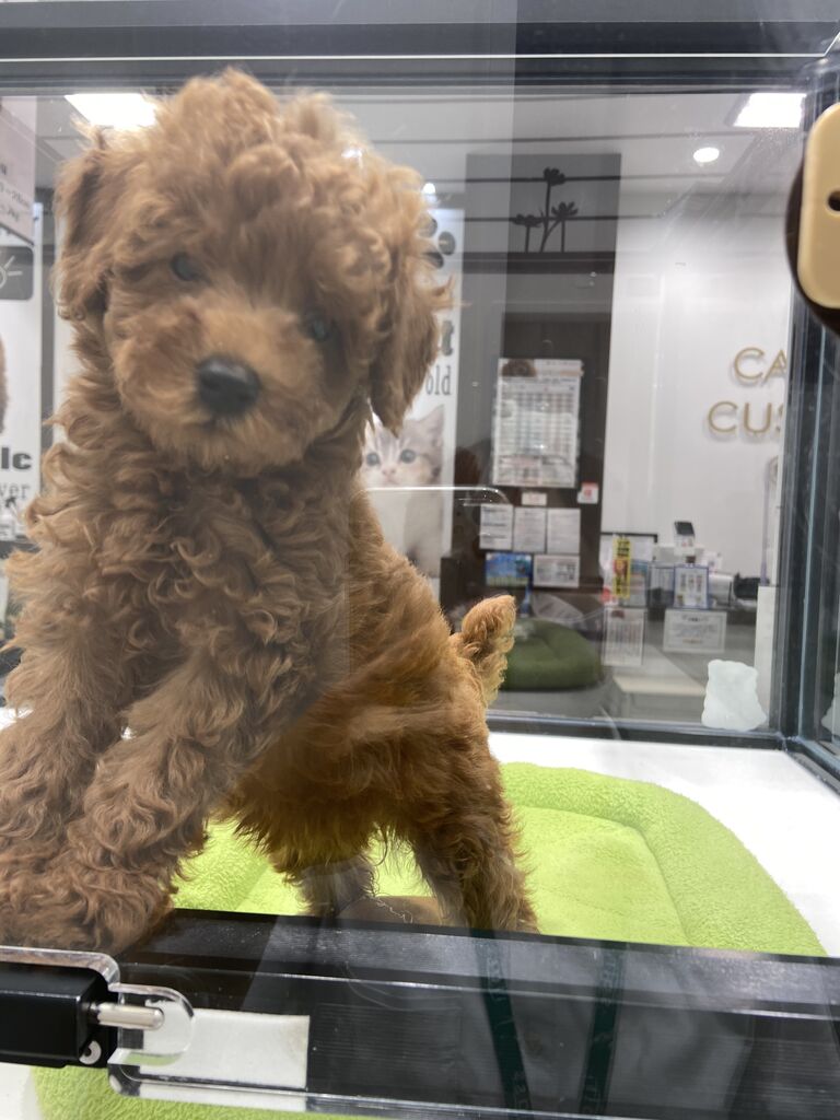 トイプードル 東京都八王子市 ワンラブ イーアス高尾店 ブログ