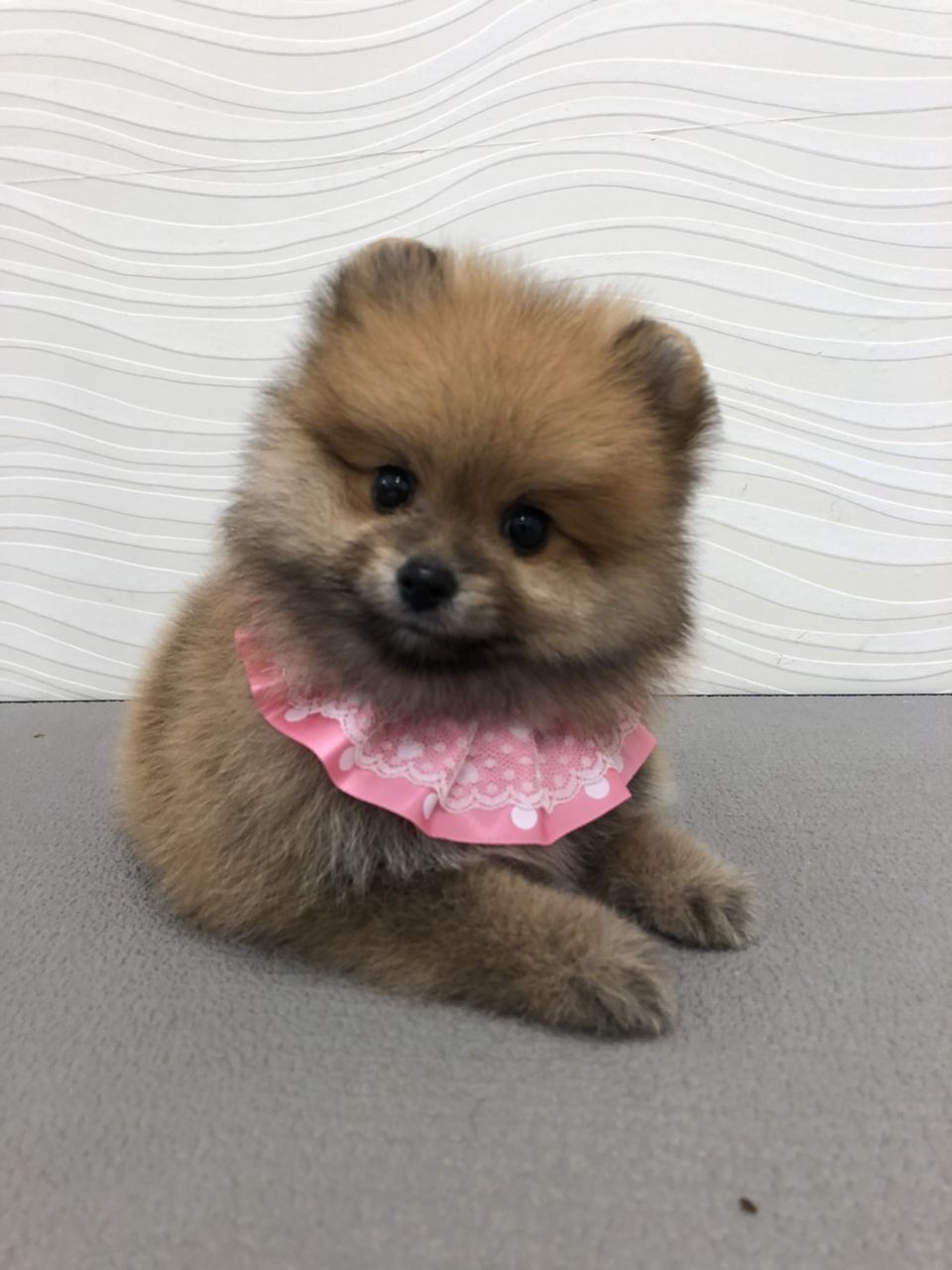 ポメラニアン 東京都八王子市 ワンラブ イーアス高尾店 ブログ ポメラニアン 東京都八王子市 ワンラブ イーアス高尾店 ブログ
