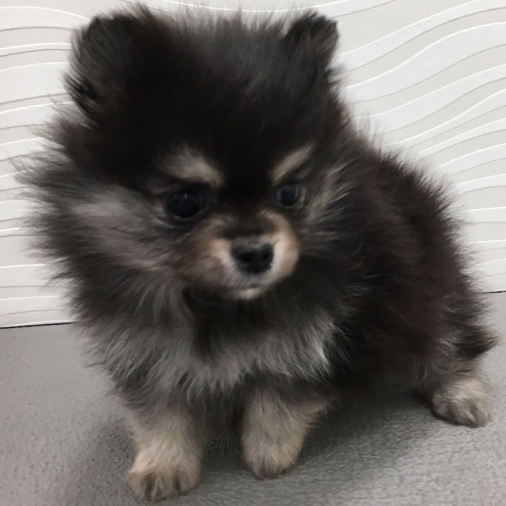 ポメ様♡ しかボーンうめぇ🐻🦴✨ #ポメプー #ポメラニアン #トイプードル