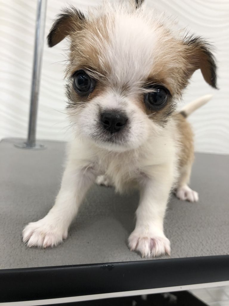 チワワ×シーズー🐶 : 東京都八王子市 ワンラブ イーアス高尾店 ブログ