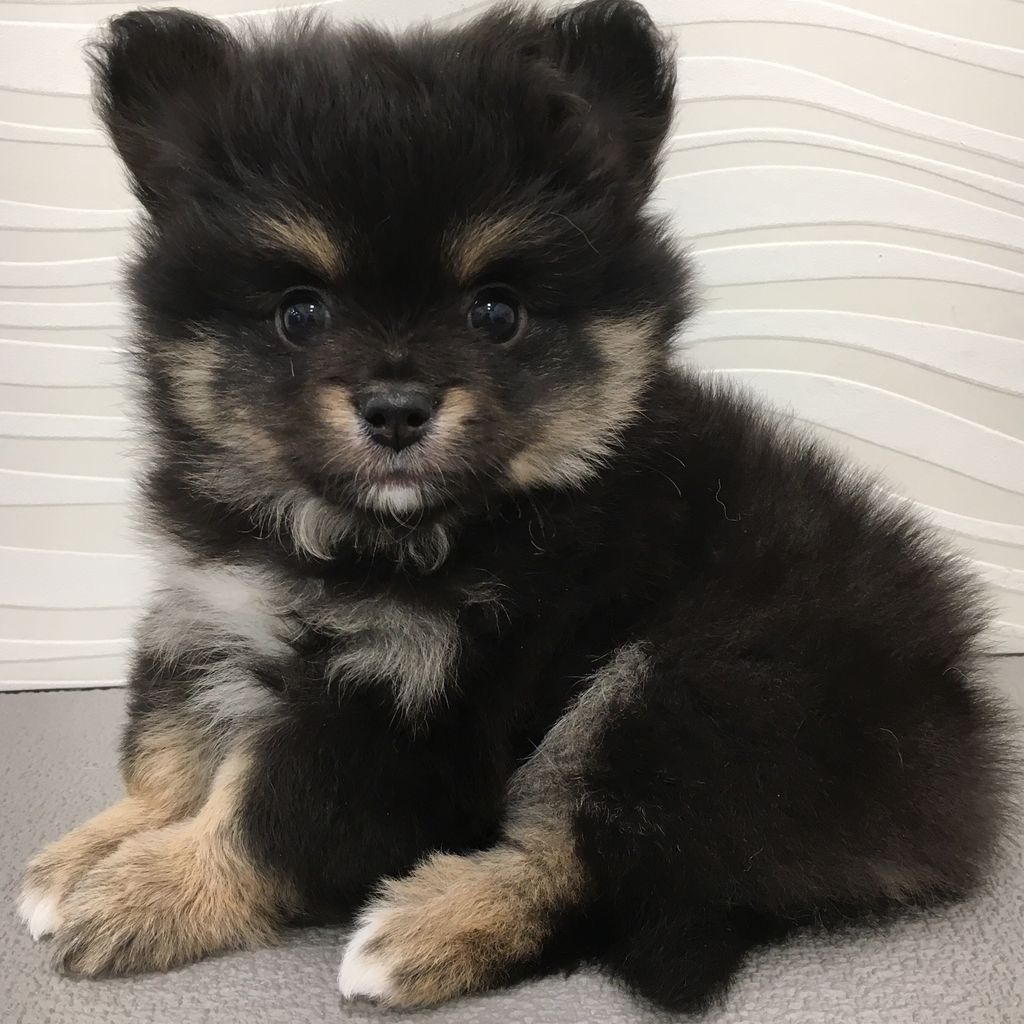 💓🐾ポメチ〜🐾💓 : 東京都八王子市 ワンラブ イーアス高尾店 ブログ