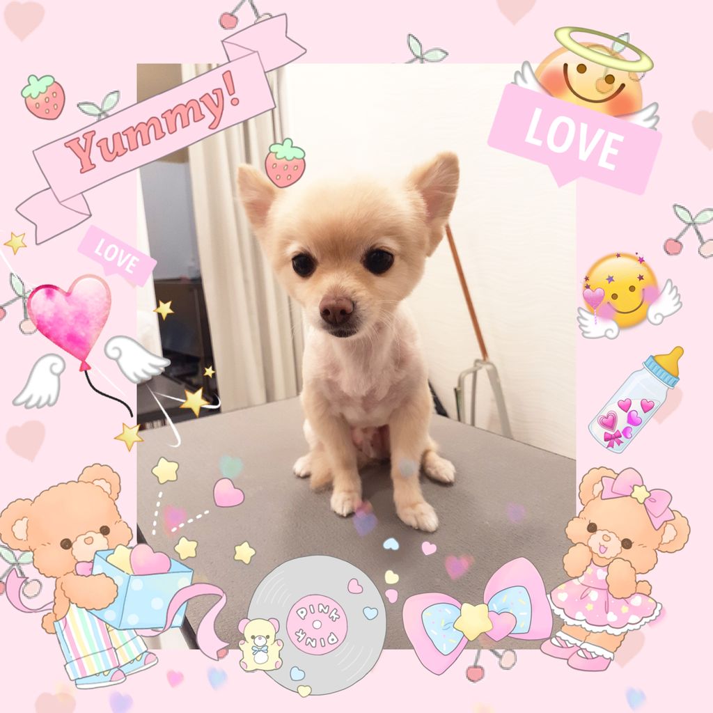 トリミング ポメチー 東京都八王子市 ワンラブ イーアス高尾店 ブログ