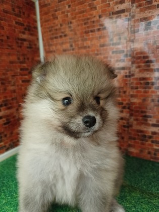 ポメころび様 d4393c5b-s.jpg