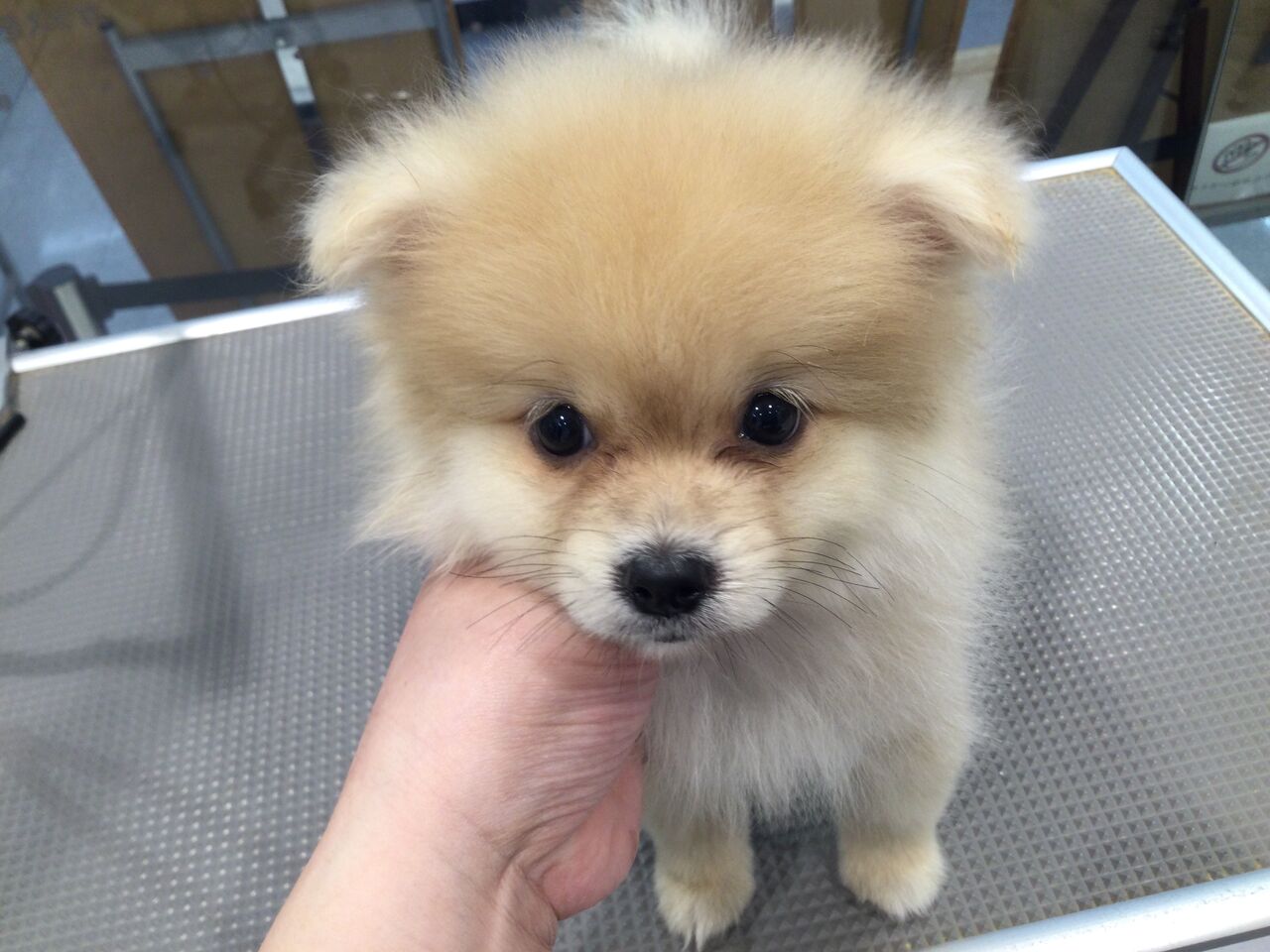 ポメチー お店の子 シャンプー 黒岩 群馬県高崎市 ワンラブ カインズ東部高崎店のブログ
